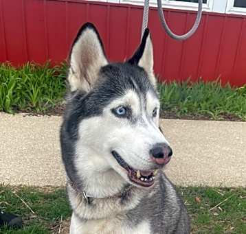 Photo of WILLOW