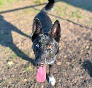 Photo of Loki