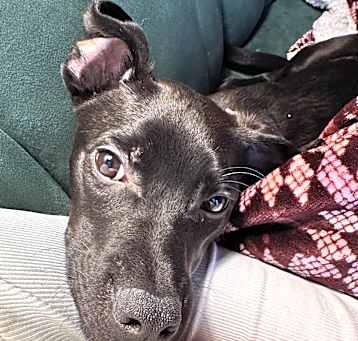Photo of Harley