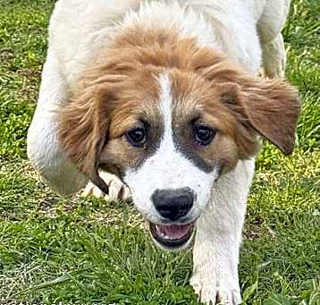 Photo of Lacey in TN - Loves to Play & Get Pets!