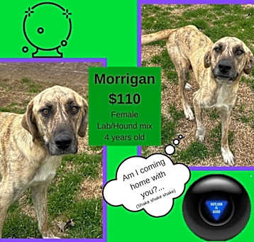 Photo of Morrigan