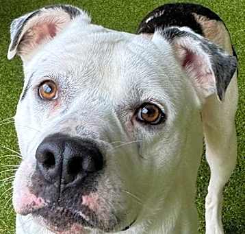 Photo of Pongo