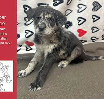 Photo of Piper
