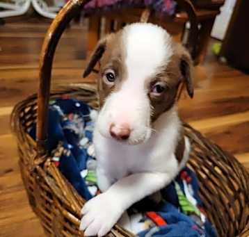 Photo of Sam