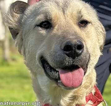 Photo of Sweetie Pie in TN - Loves Hugs & Attention!