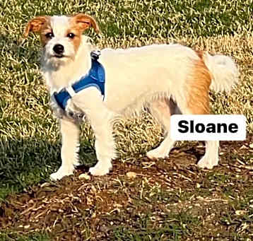Photo of Sloane (Dallas)