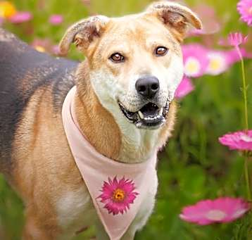 Photo of Alice-Discounted Adoption Fee