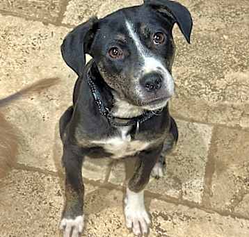Photo of Mabel