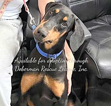 Photo of Darla 3391