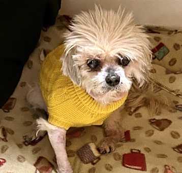 Photo of Contessa