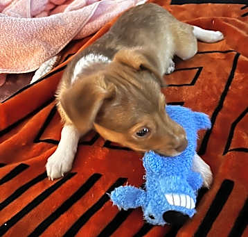 Photo of Peanut