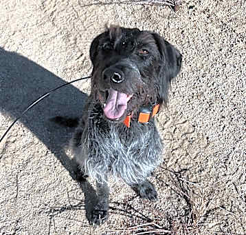 Photo of Cinder