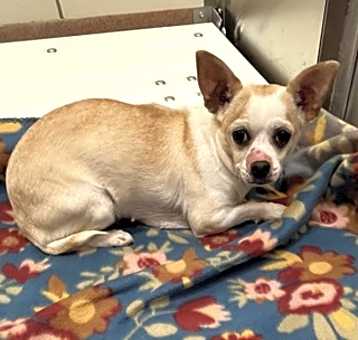 Photo of Dolly