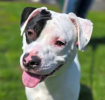 Photo of MOO MOO COW DOG
