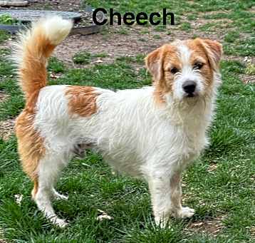 Photo of Cheech