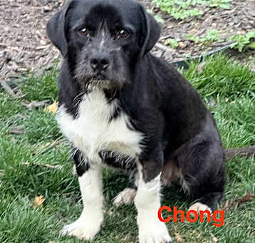 Photo of Chong