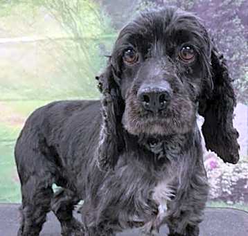 Photo of Pepper