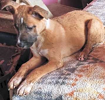 Photo of BUSTER