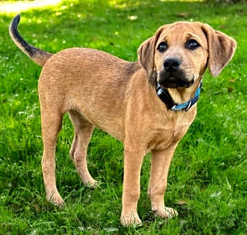 Photo of PUPPY HARLEY GIRL