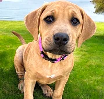 Photo of PUPPY CHEVY GIRL