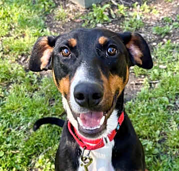 Photo of Toby