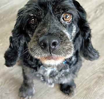 Photo of Daisy