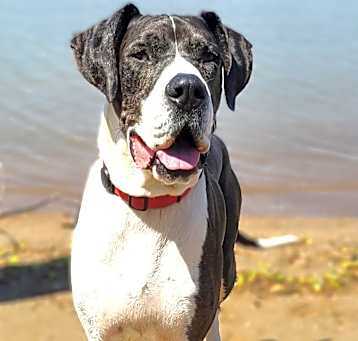Photo of Buster