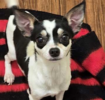 Photo of Daisy