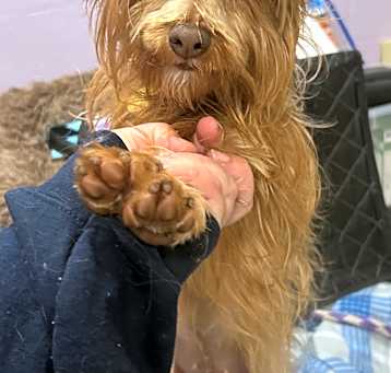 Photo of Ruby