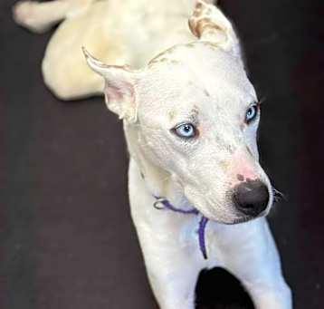 Photo of Roxy