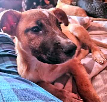 Photo of BUSTER