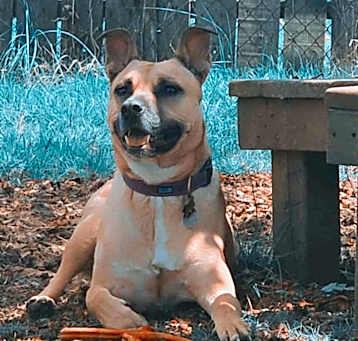 Photo of Willow