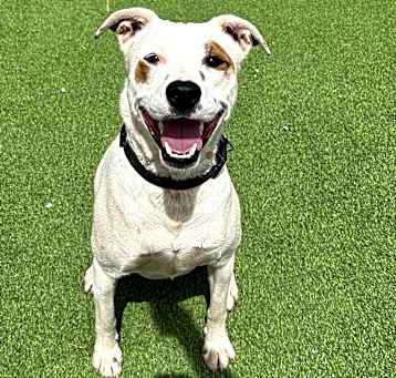 Photo of Miklo - Leash & Potty Trained! 