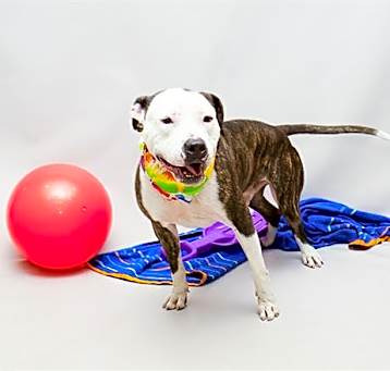 Photo of DUDLEY