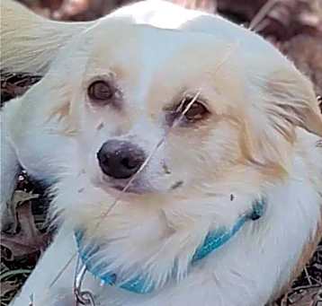 Photo of Bogart