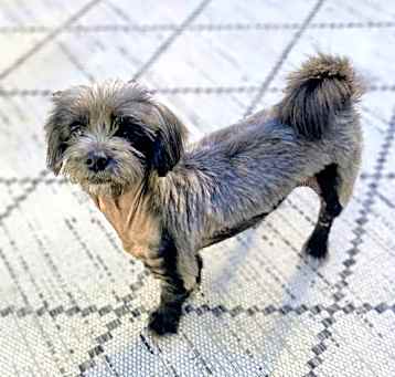 Photo of Millie