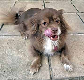 Photo of Waffles