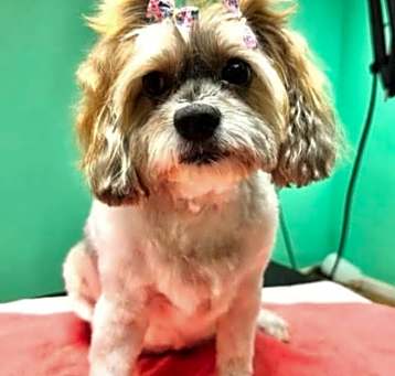 Photo of Penny