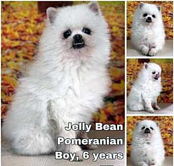 Photo of Jelly Bean from Korea