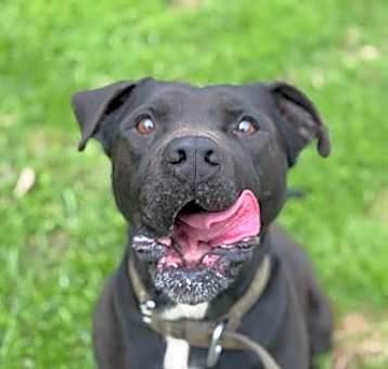 Photo of Champ