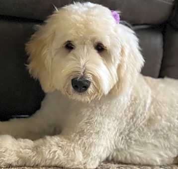 Photo of Bella