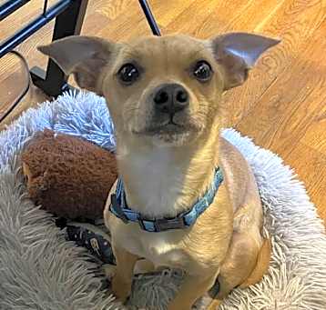 Photo of Bruiser
