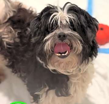 Photo of Max