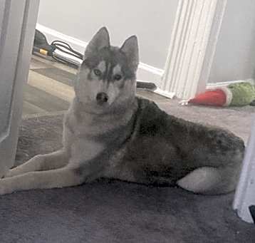 Photo of Frankie