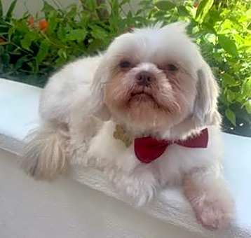 Photo of DOOLEY