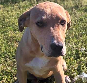 Photo of Honey
