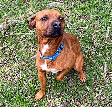 Photo of Rusty