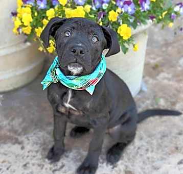 Photo of Gumbo