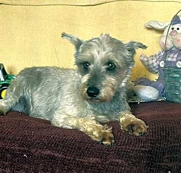Photo of SCARLET