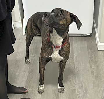 Photo of Phoenyx